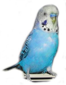 Male blue budgie