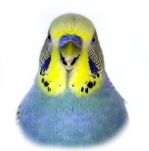 Closeup of a yellow and blue parakeet